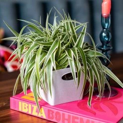 Koziol Boîtes de rangement Boxxx S (lot de 4) - Résine thermoplastique - Noir -Rangements Soldes 1000294518 211007 14445800098 MOOD DETAILS P000000001000294518 mood